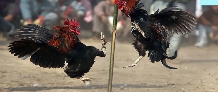 Trải Nghiệm Đá Gà BossFun: Sân Chơi Cá Cược Hấp Dẫn Nhất 1 Trải Nghiệm Đá Gà BossFun: Sân Chơi Cá Cược Hấp Dẫn Nhất